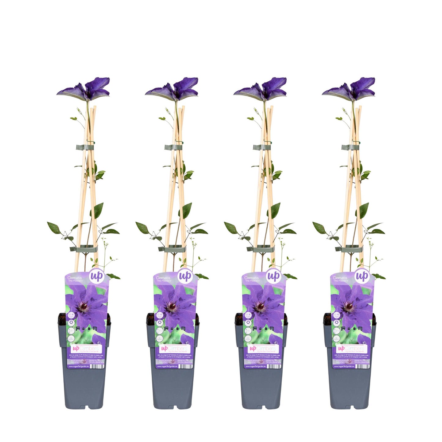 4x Clematis The President - Kletterpflanze Ø15cm, 65cm hoch