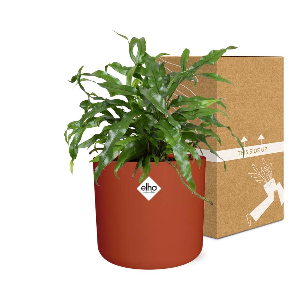 Microsorum Diversifolium – Kängurufarn im ELHO b.for soft Topf 14cm