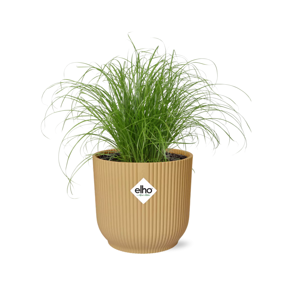 Cyperus alternifolius Zumula – Schirmpflanze in ELHO Vibes Fold 14cm Gelb