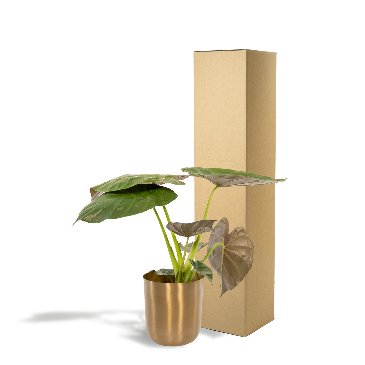 Alocasia Wentii - Elefantenohr Ø19cm mit Mayk Gold Topf