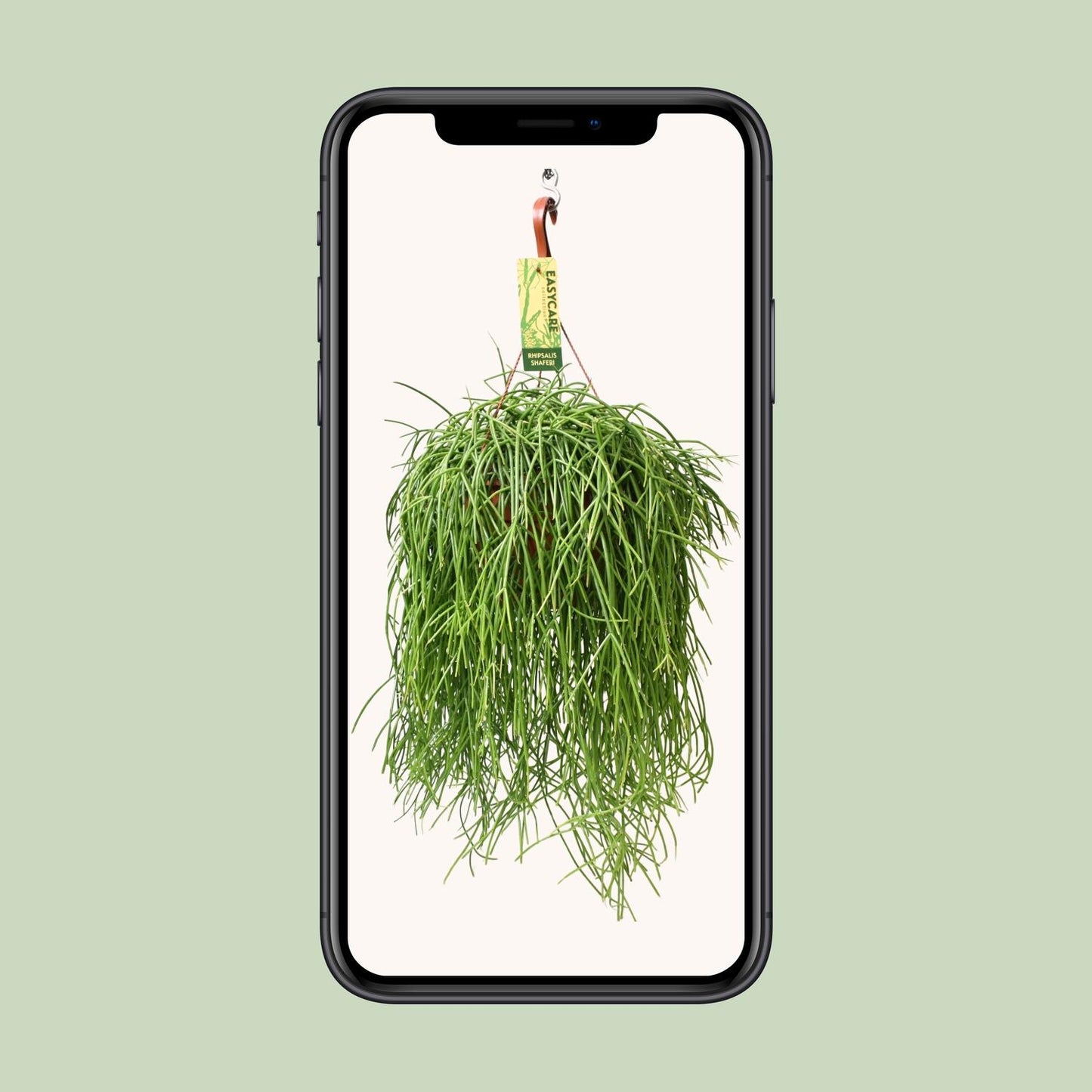 Rhipsalis Baccifera Shaferi – Pflegeleichte Hängepflanze Ø21 cm
