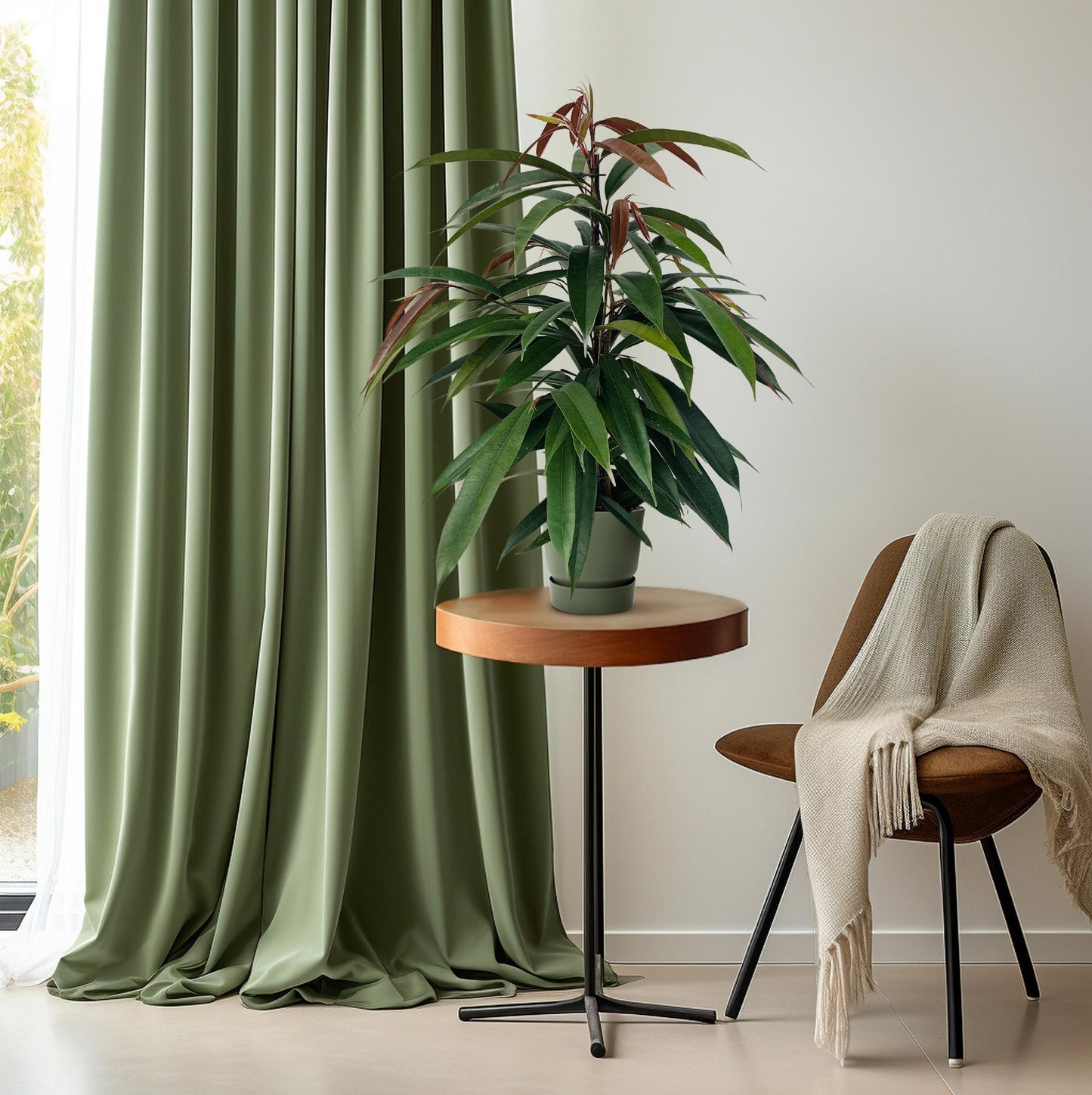 Ficus Binnendijkii 'Amstel King' Ø17cm - 75cm hoch
