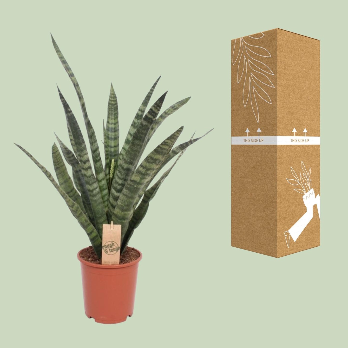 Sansevieria Diamond Green – pflegeleichte Schwiegermutterzunge Ø19cm
