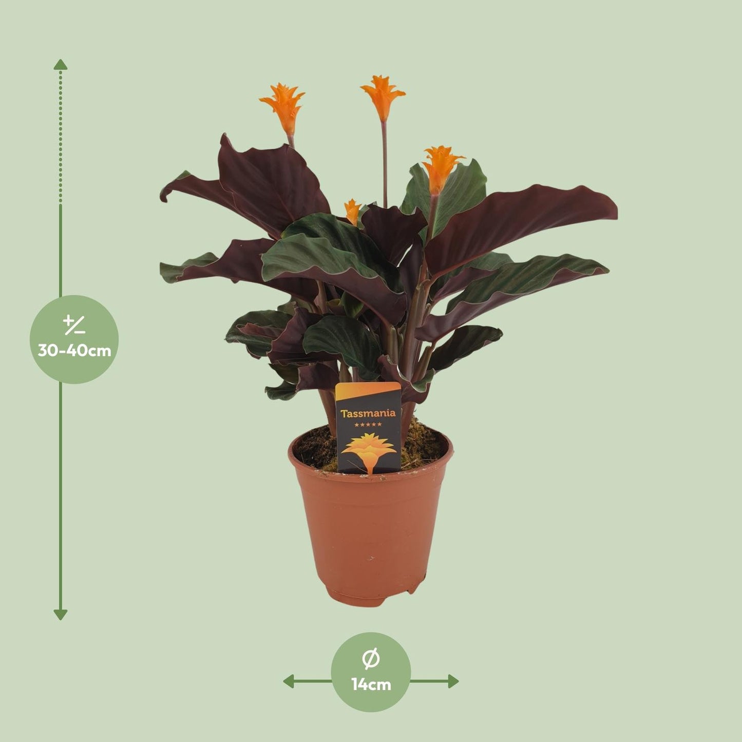 Calathea Crocata – Pflegeleichte & farbenfrohe Zimmerpflanze Ø14cm
