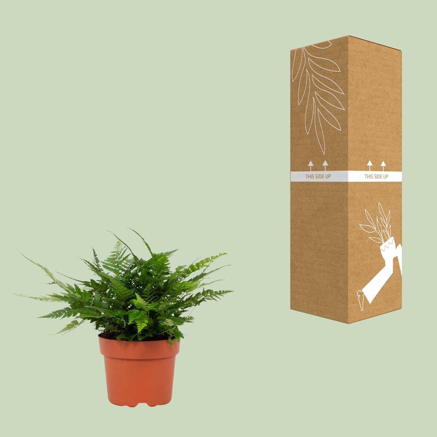 Polystichum Tsussimense Biaristatum – Pflegeleichter Stechfarn Ø12cm