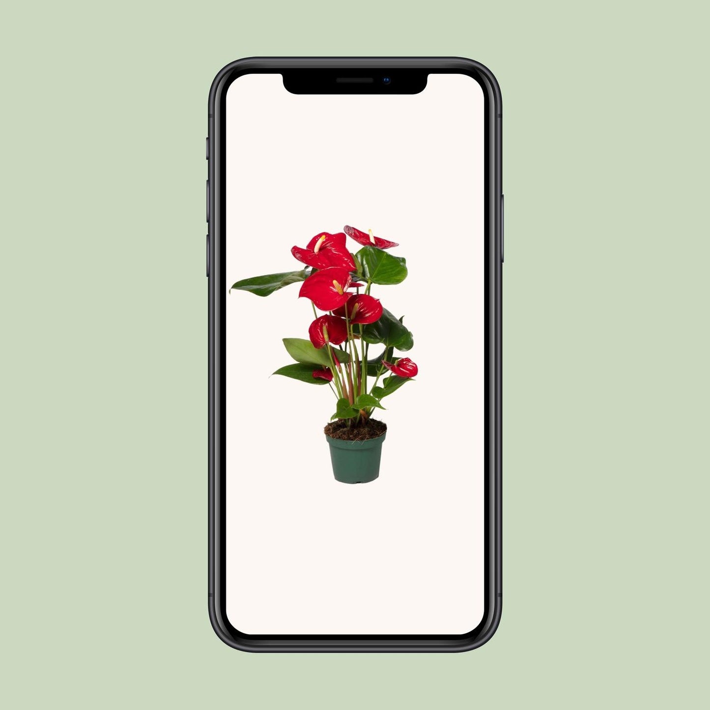Anthurium Red – Pflegeleichte Flamingoblume Ø17cm