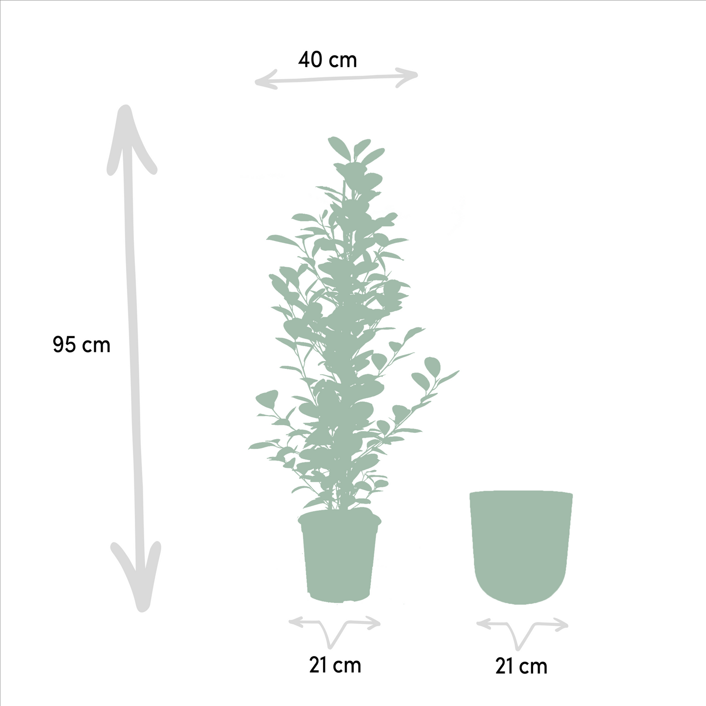 Ficus microcarpa Moclame – Luftreinigende XXL-Zimmerpflanze Ø21cm