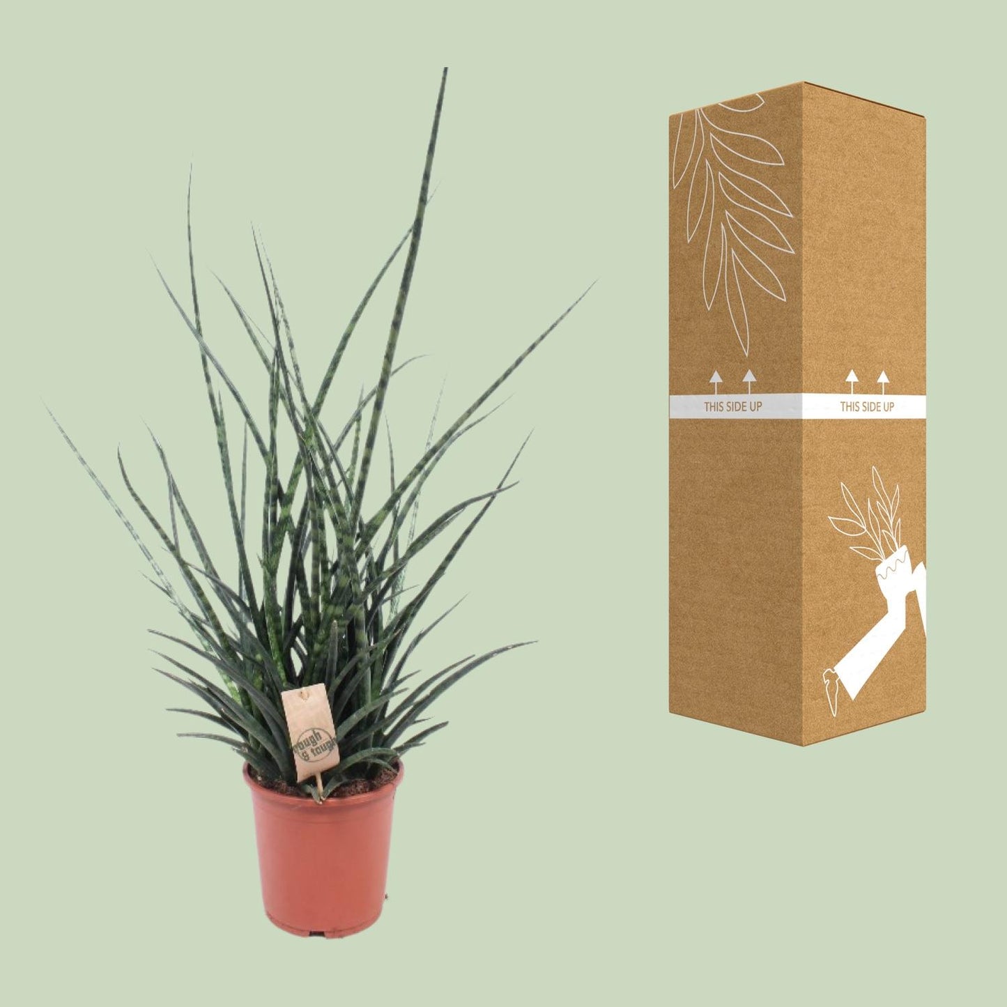 Sansevieria Fernwood Punk – Pflegeleichte Schwiegermutterzunge Ø17cm