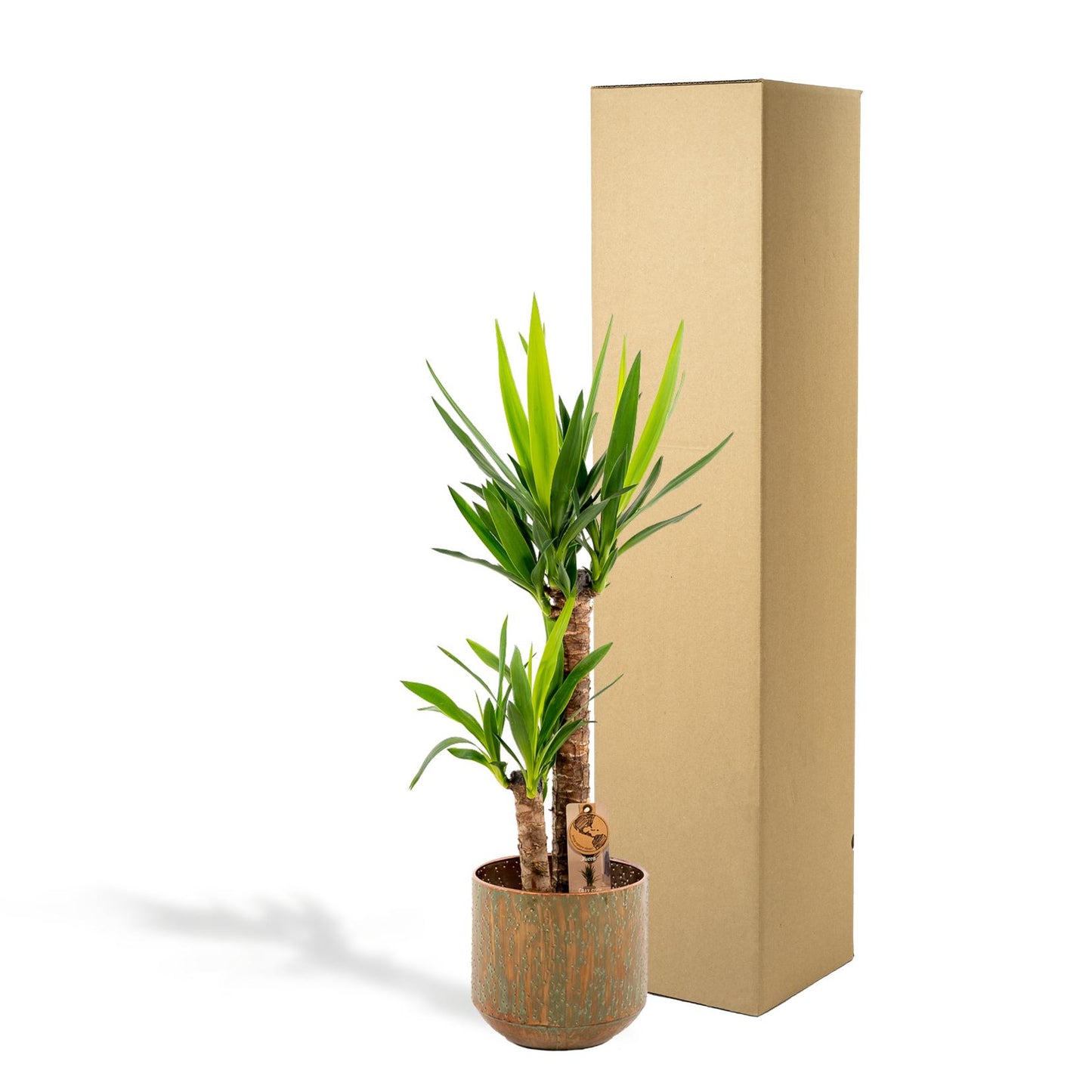 Yucca Palmlilie mit Topf – 100 cm Höhe, Ø 21 cm