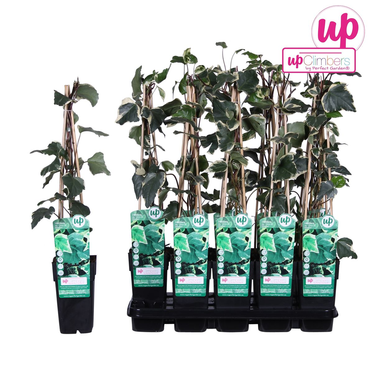 Hedera algeriensis 'Gloire de Maren' – pflegeleichte Kletterpflanze Ø15cm
