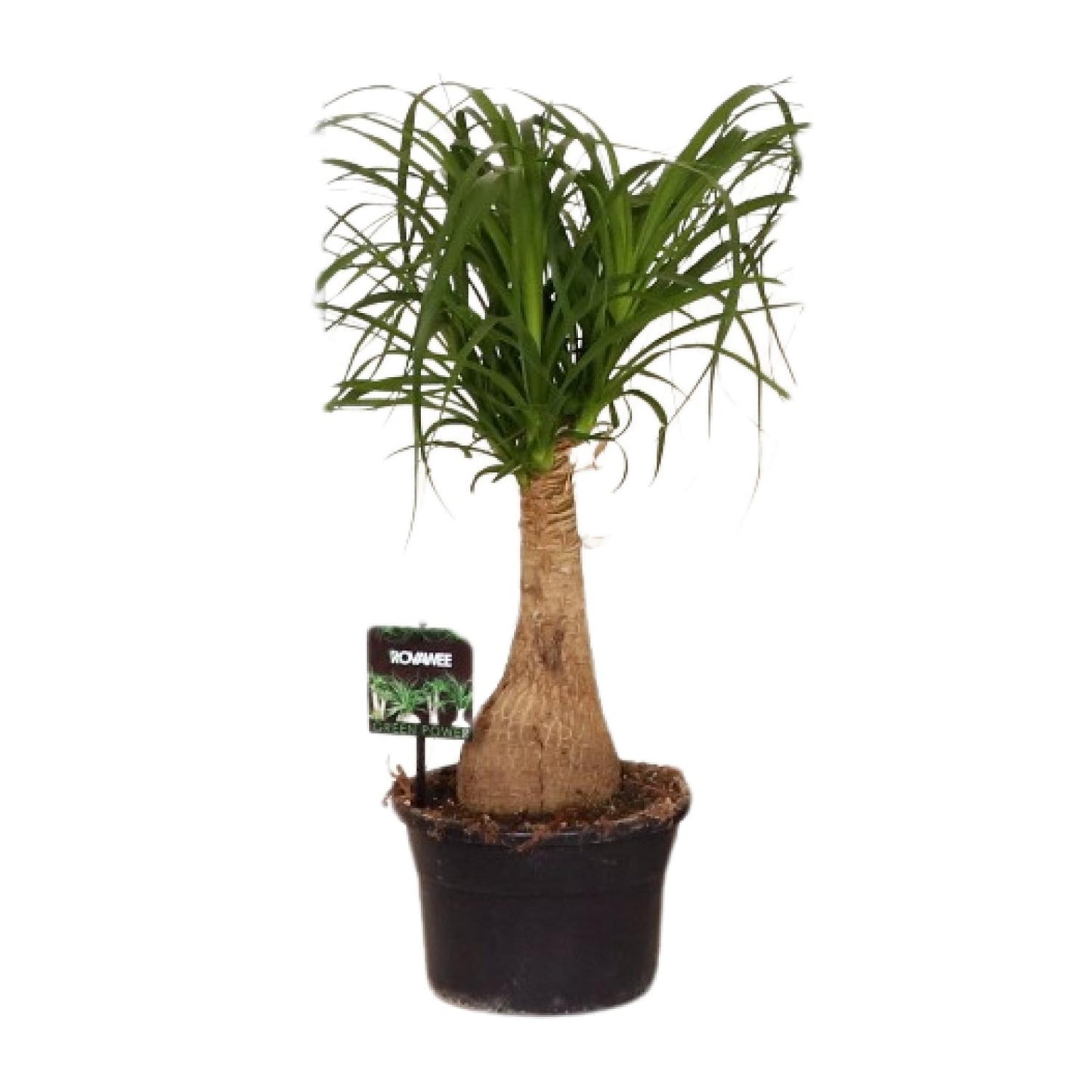 Beaucarnea Nolina – pflegeleichter Elefantenfuß Ø19 cm, 60 cm hoch