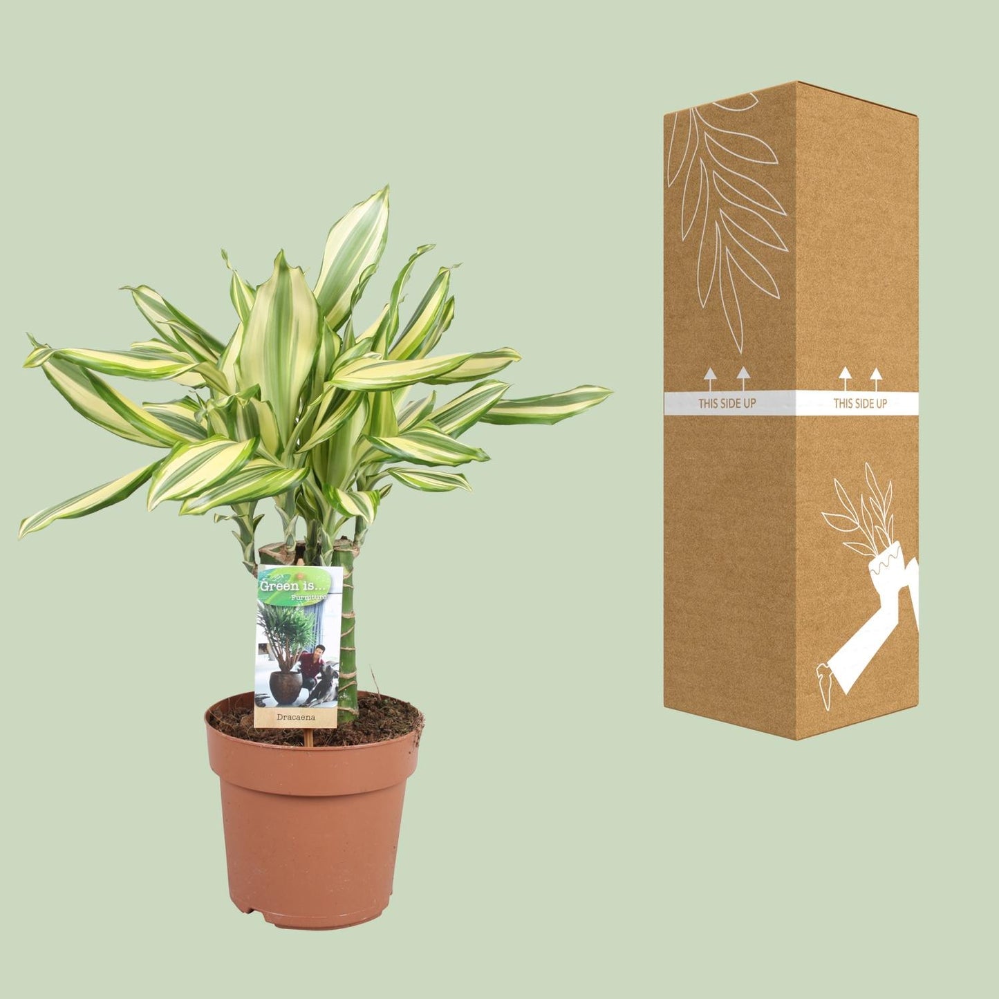 Dracaena Diamonddream – Pflegeleichter Drachenbaum Ø17cm