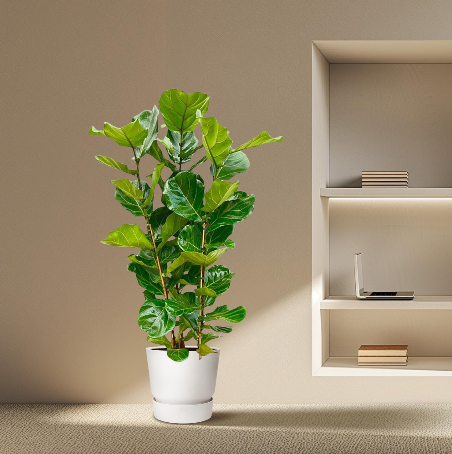 Ficus Lyrata Geigenfeige - 155 cm - Ø27 cm