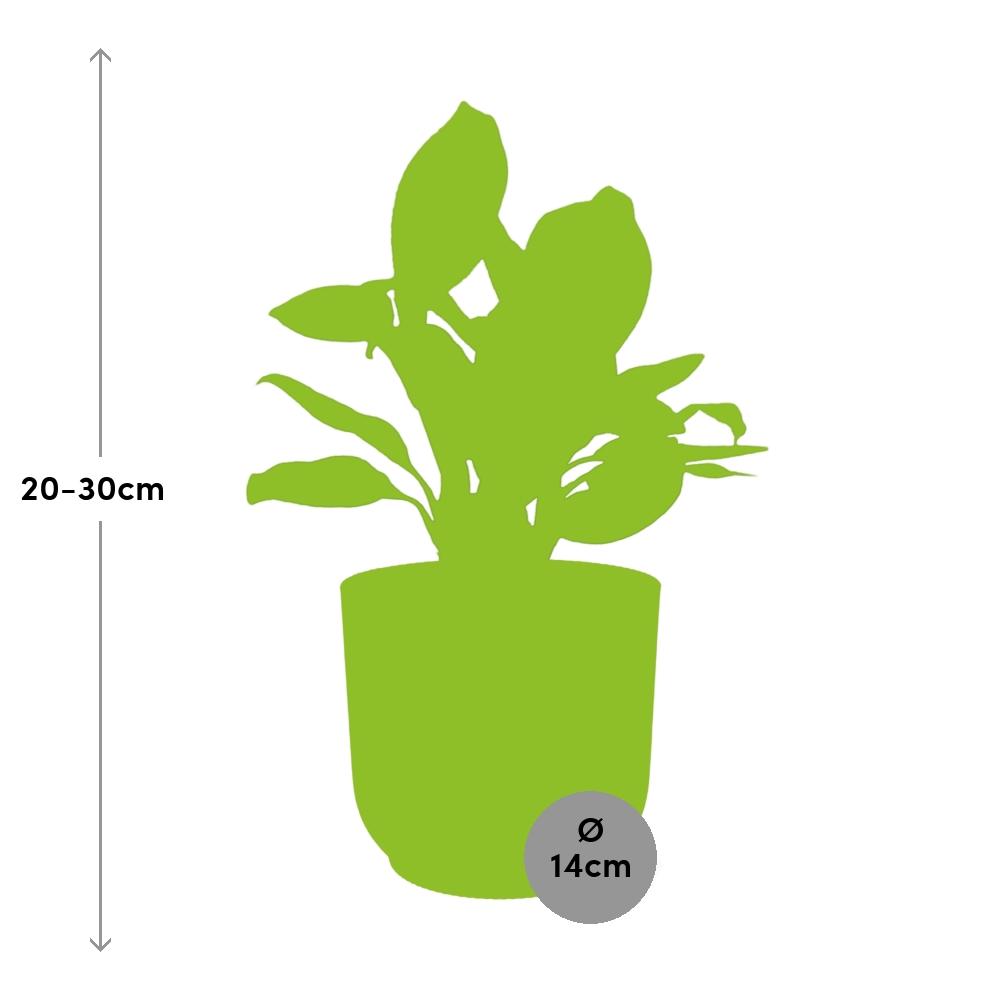 Aglaonema Christina in ELHO Vibes Fold 14cm Gelb – Pflegeleicht & Luftreinigend
