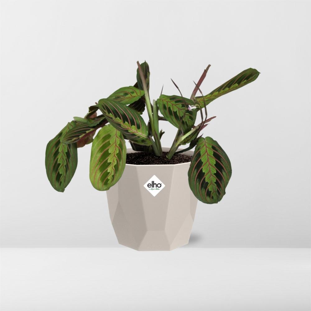 Maranta Leuconeura ‘Fascinator’ Tricolor in ELHO b.for rock 14 cm warm grey