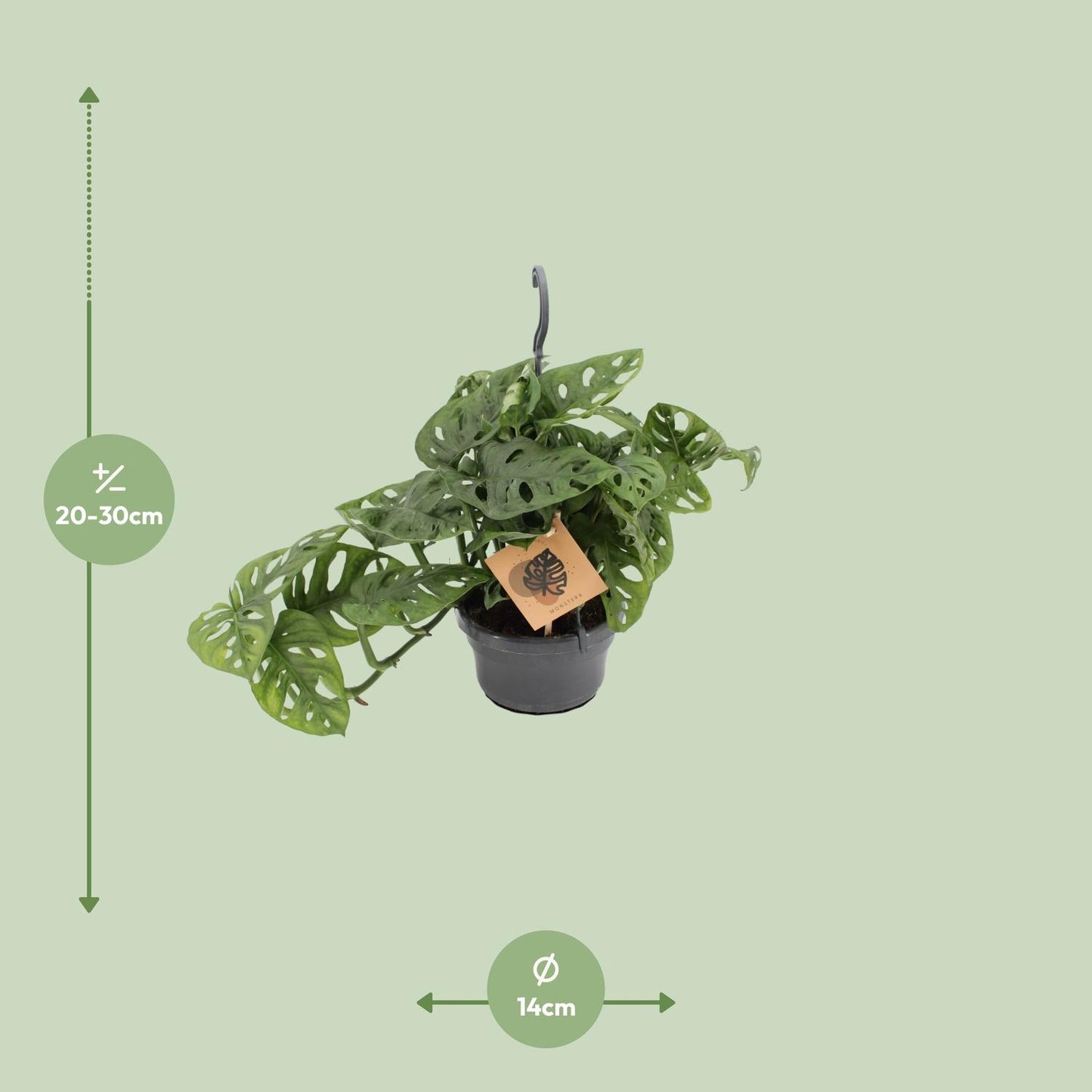Monstera Monkey Leaf – Pflegeleichte Zimmerpflanze Ø14cm