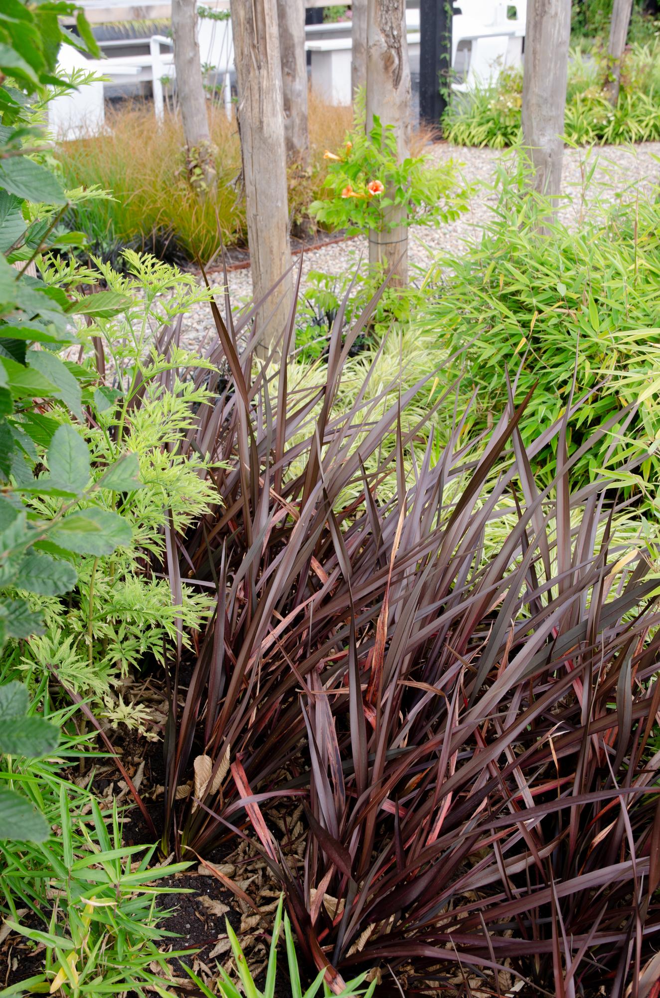 Phormium 'Rubra Nana' – Robuste Klumpenpflanze Ø14cm