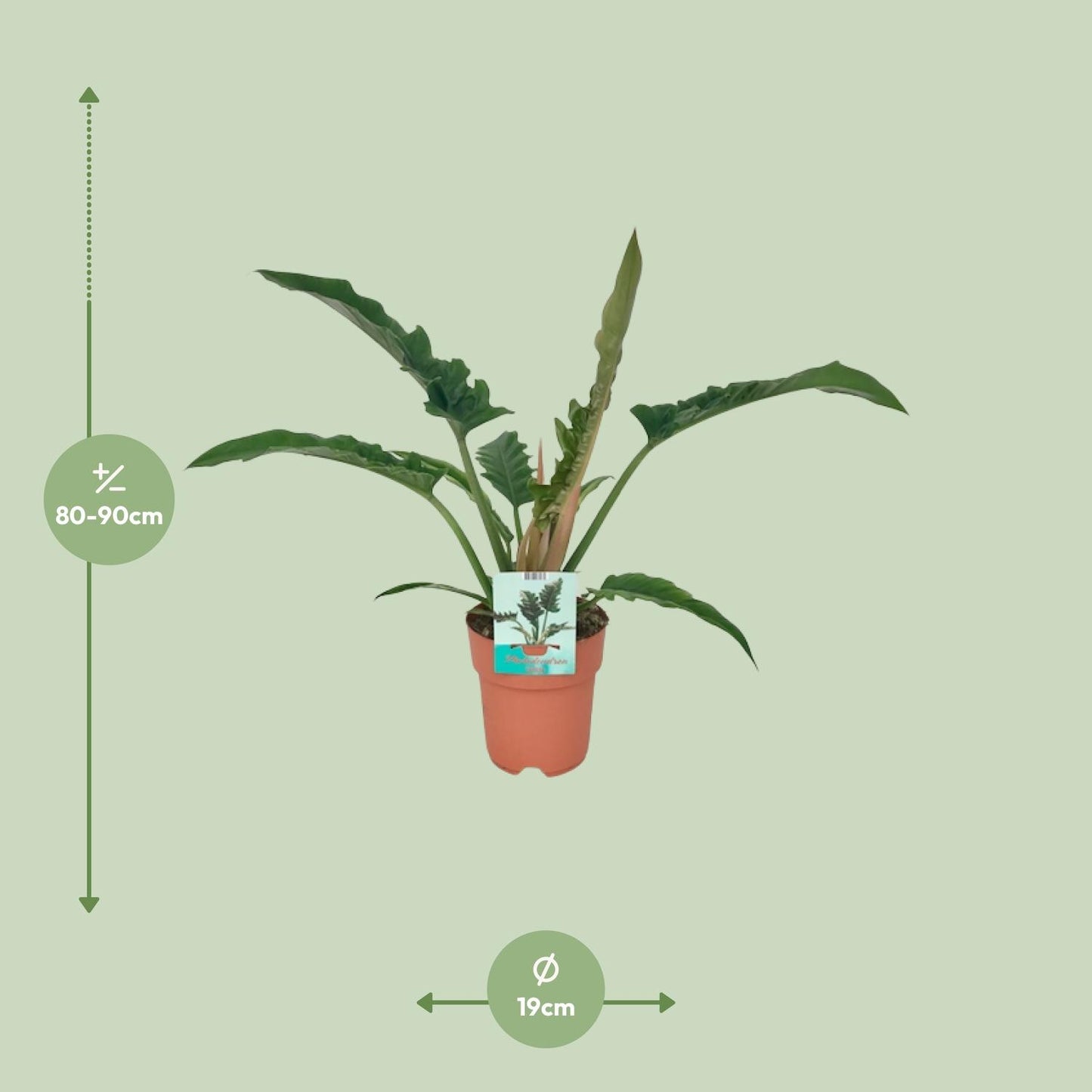 Philodendron Narrow – Pflegeleichter Blattschmuck Ø19cm