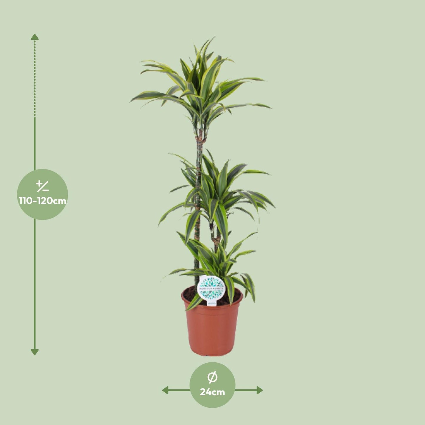 Dracaena Lemon Lime – Pflegeleichter Drachenbaum Ø24cm