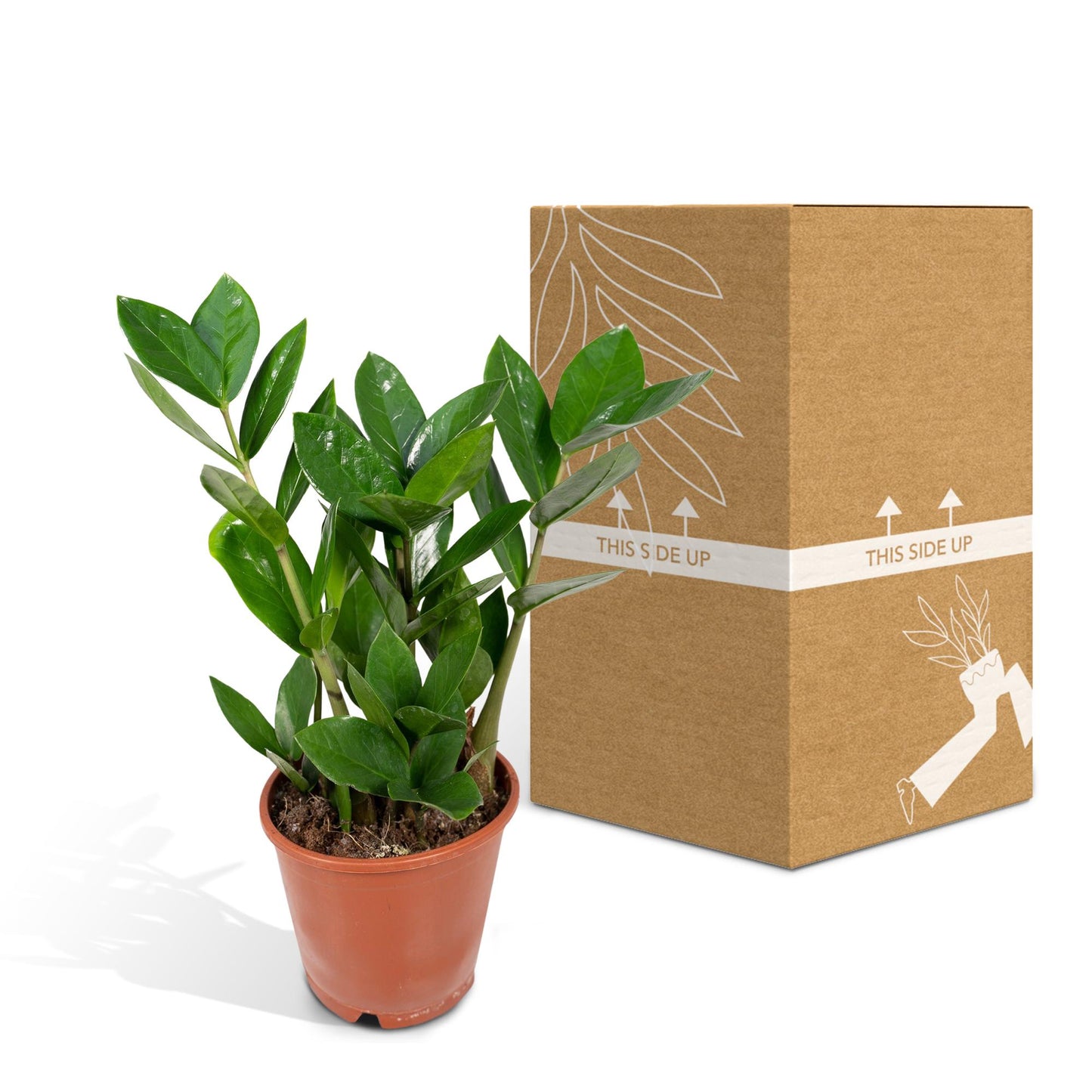 Zamioculcas – Pflegeleichte Zimmerpflanze Ø12cm, 35cm hoch
