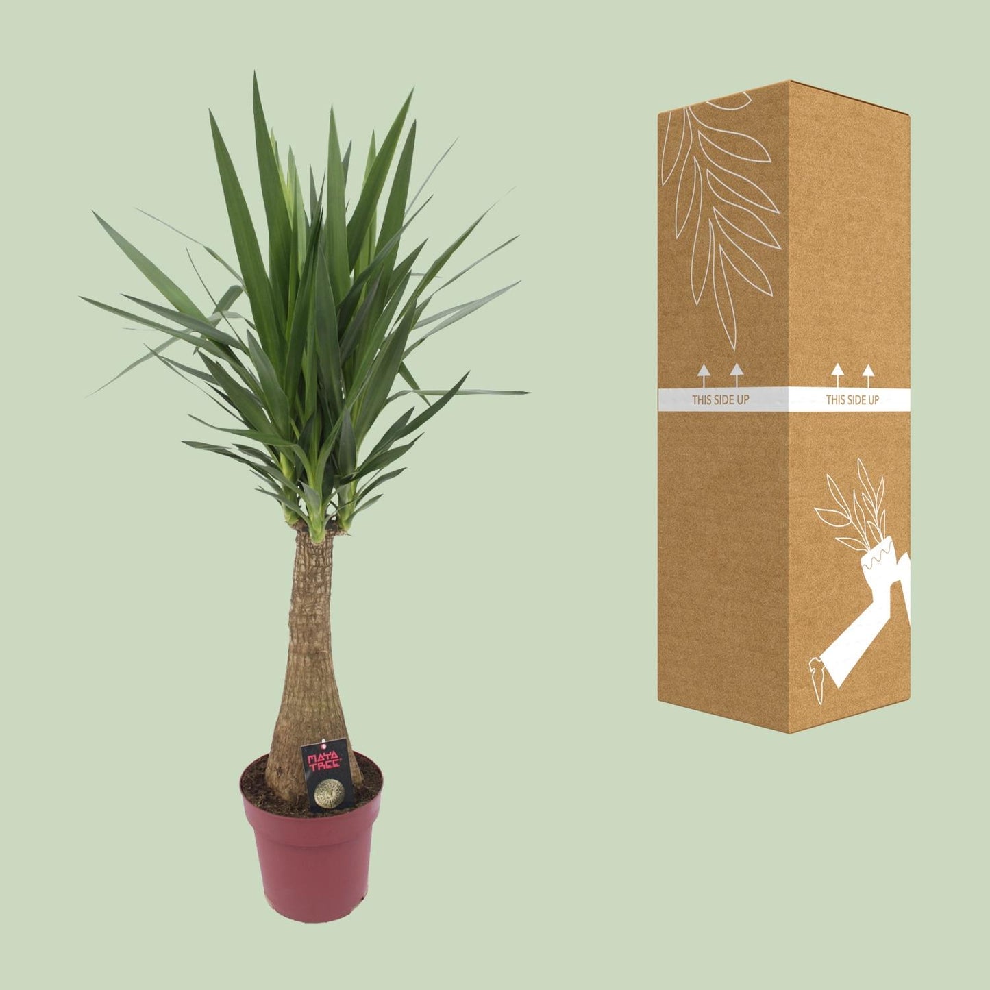 Yucca „Maya Tree“ – Pflegeleichte XXL-Zimmerpflanze Ø27cm, 110cm hoch