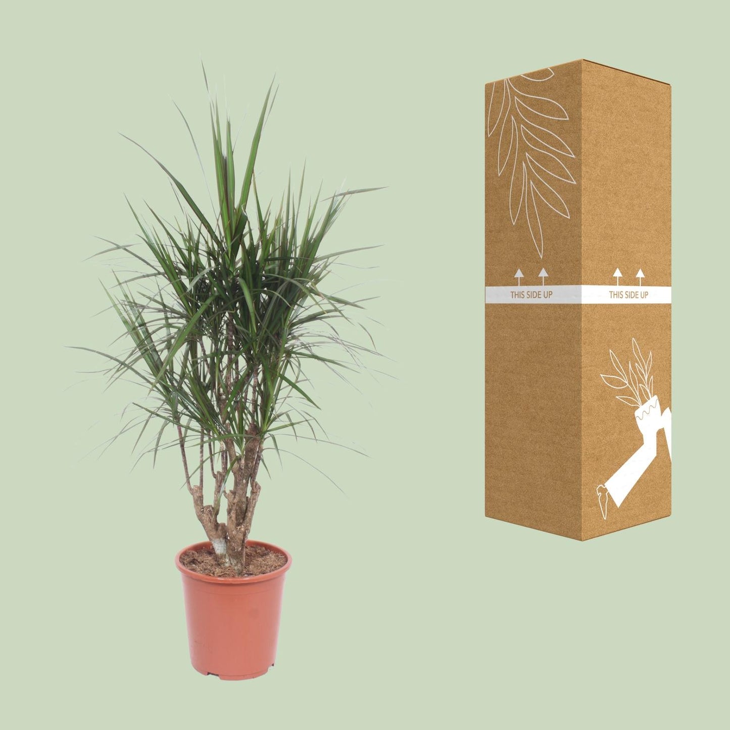 Dracaena Marginata – stilvoller Drachenbaum Ø27cm, 130cm hoch
