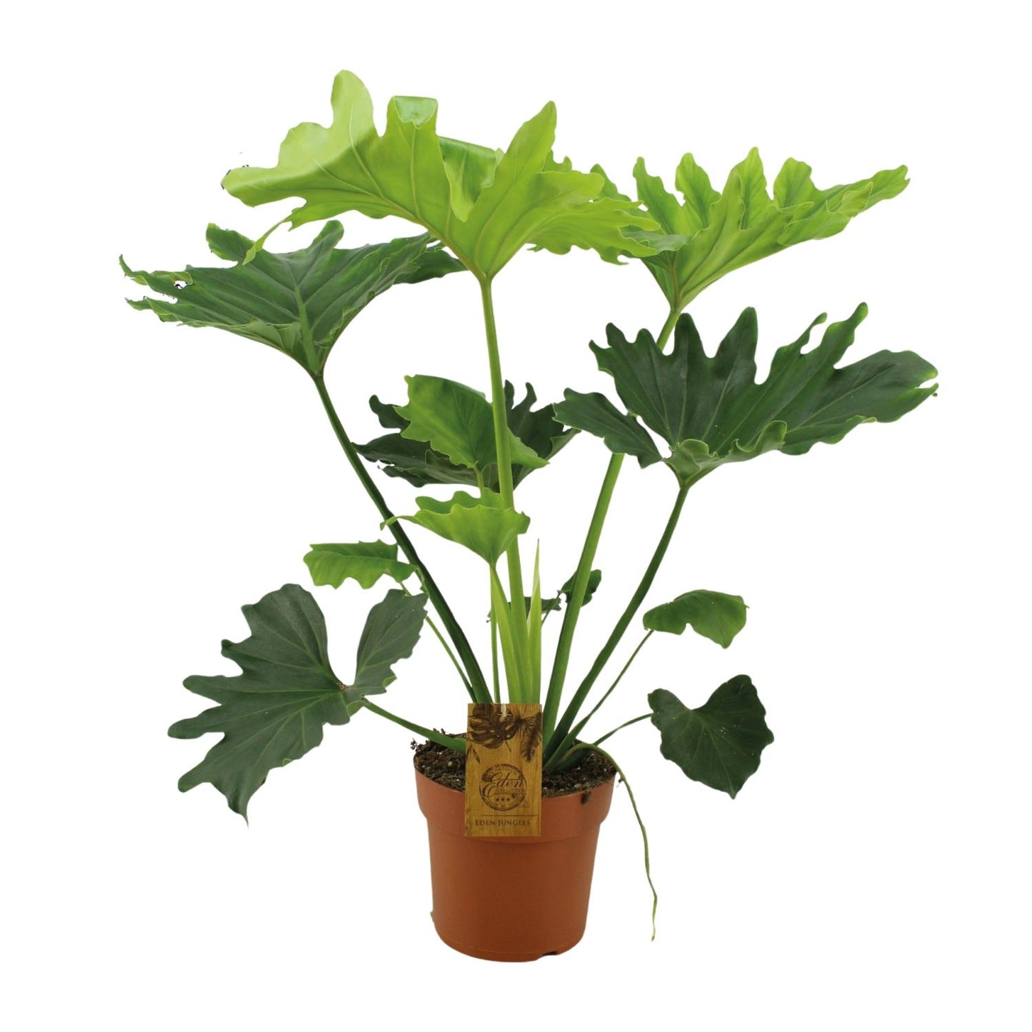 Philodendron Selloum Elefantiana – Pflegeleichte XXL Zimmerpflanze Ø21cm