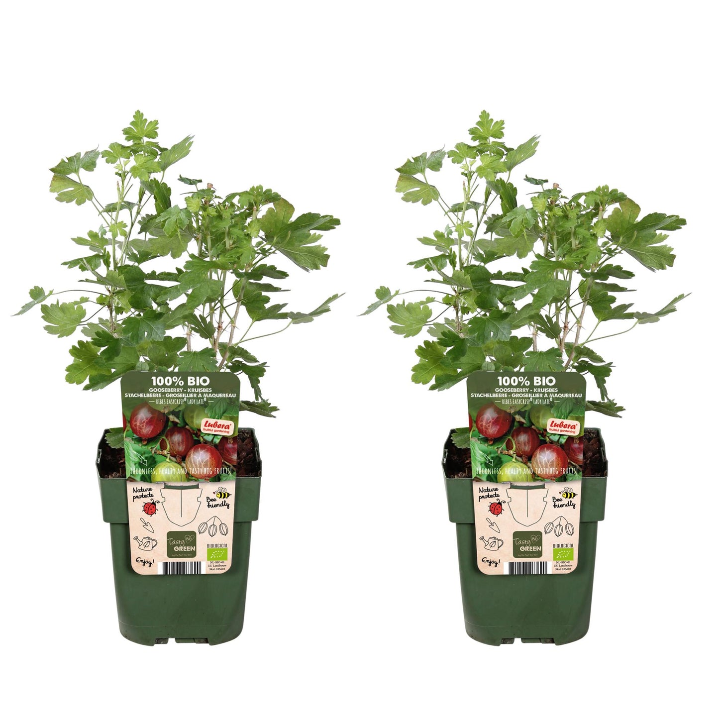 2x Ribes Easycrisp® 'Lady Sun' - biologischer Johannisbeerstrauch Ø13cm