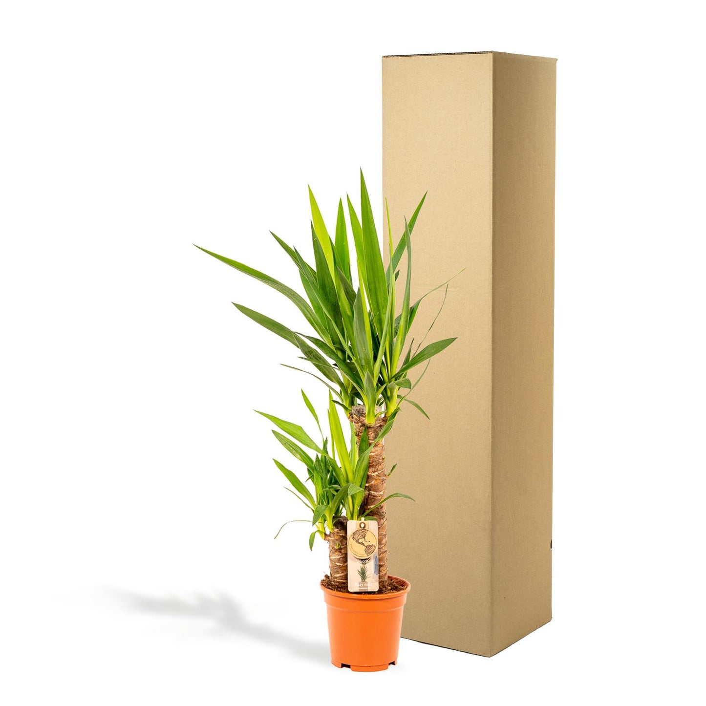 Yucca Palmlilie Ø17cm – Pflegeleichte XXL Zimmerpflanze