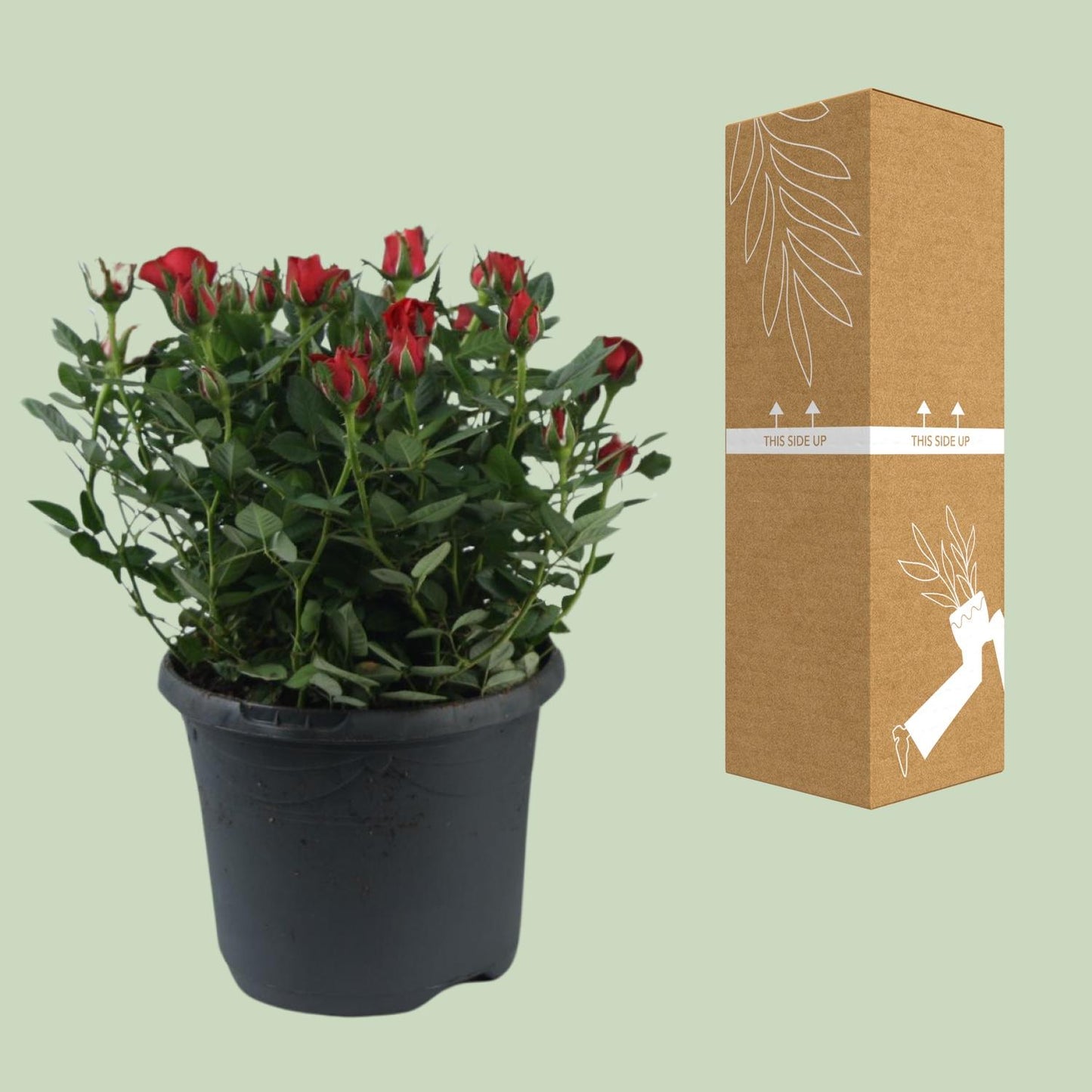 Rosa Jewel Patio Hot - Topfrose Ø17cm, Höhe 30cm