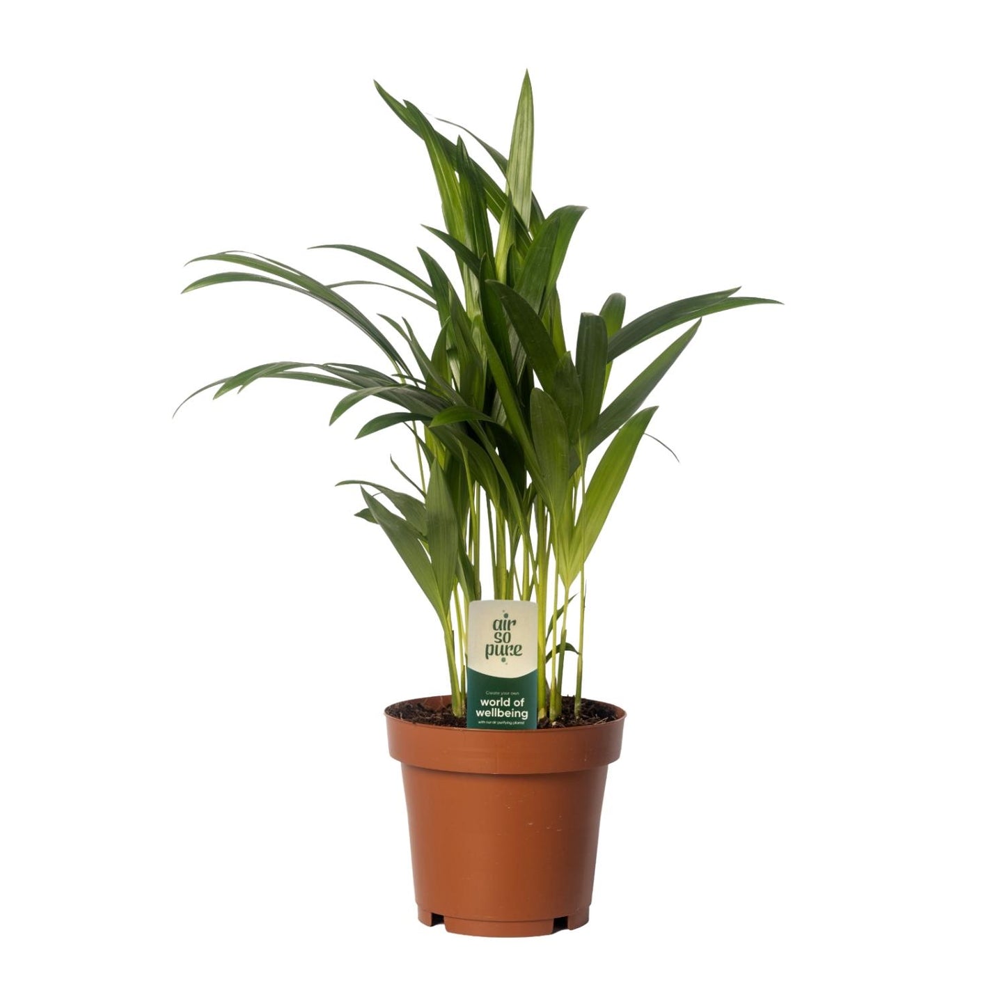 Dypsis lutescens - Areca Palme Ø12cm, 40cm hoch