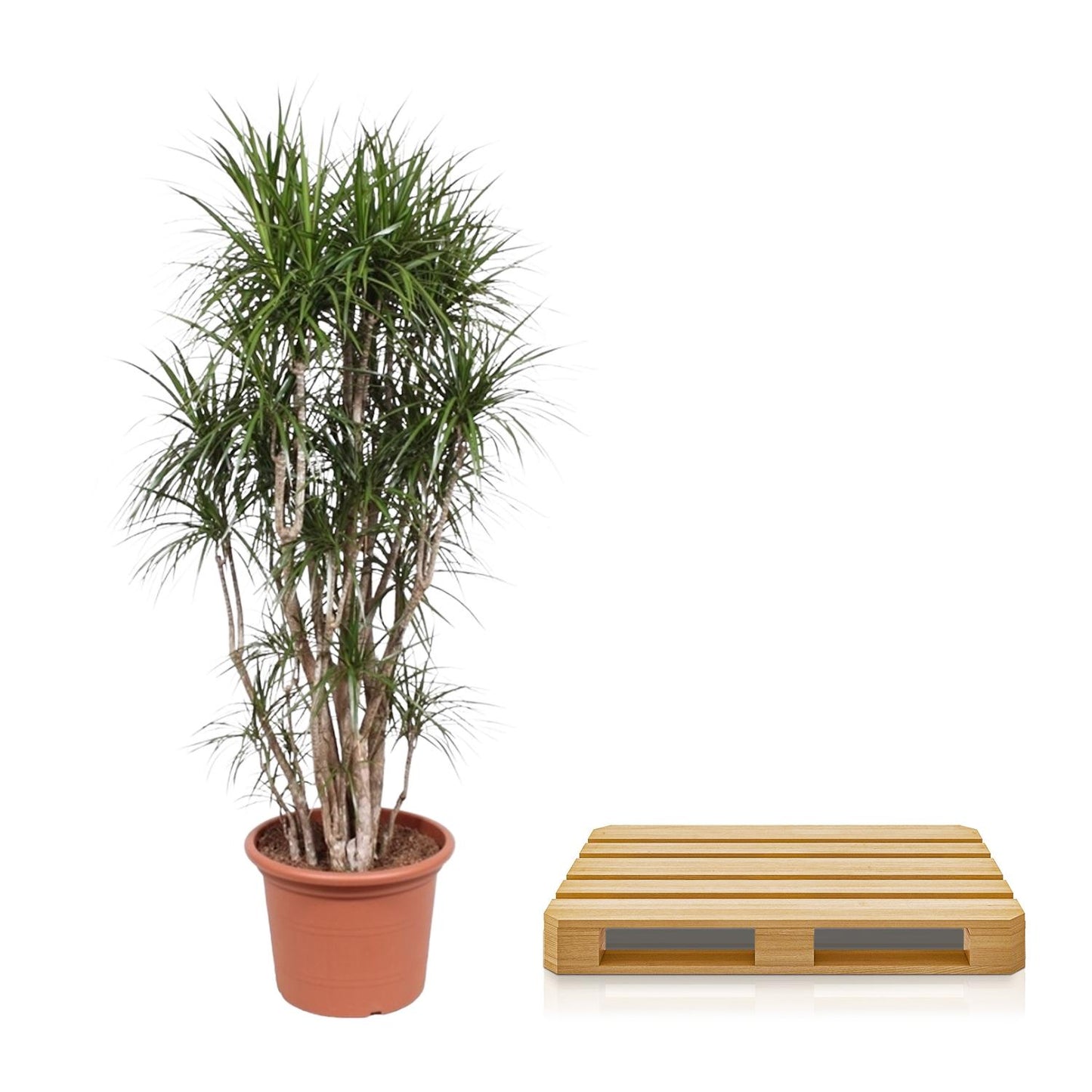 Dracaena Marginata verzweigt – 220 cm, ø40 cm – Exotische XXL Zimmerpflanze