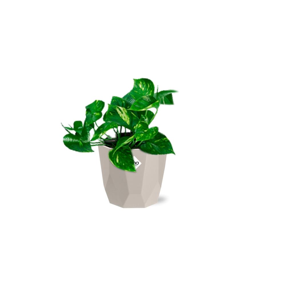 Epipremnum Pinnatum ‘Aureum’ in ELHO b.for rock 14 cm warm grey