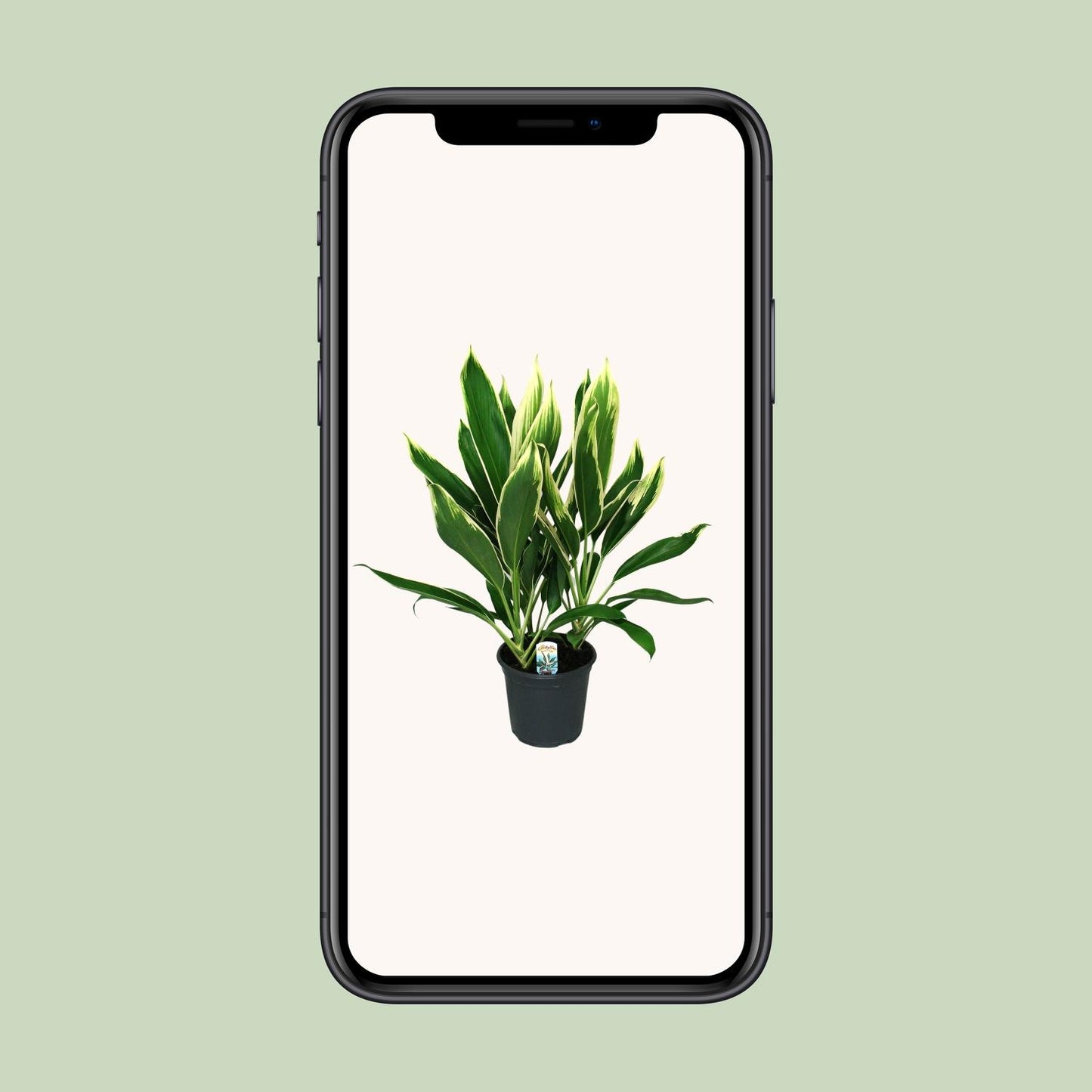 Cordyline New Conga – Pflegeleichte, bunte Zimmerpflanze Ø19cm