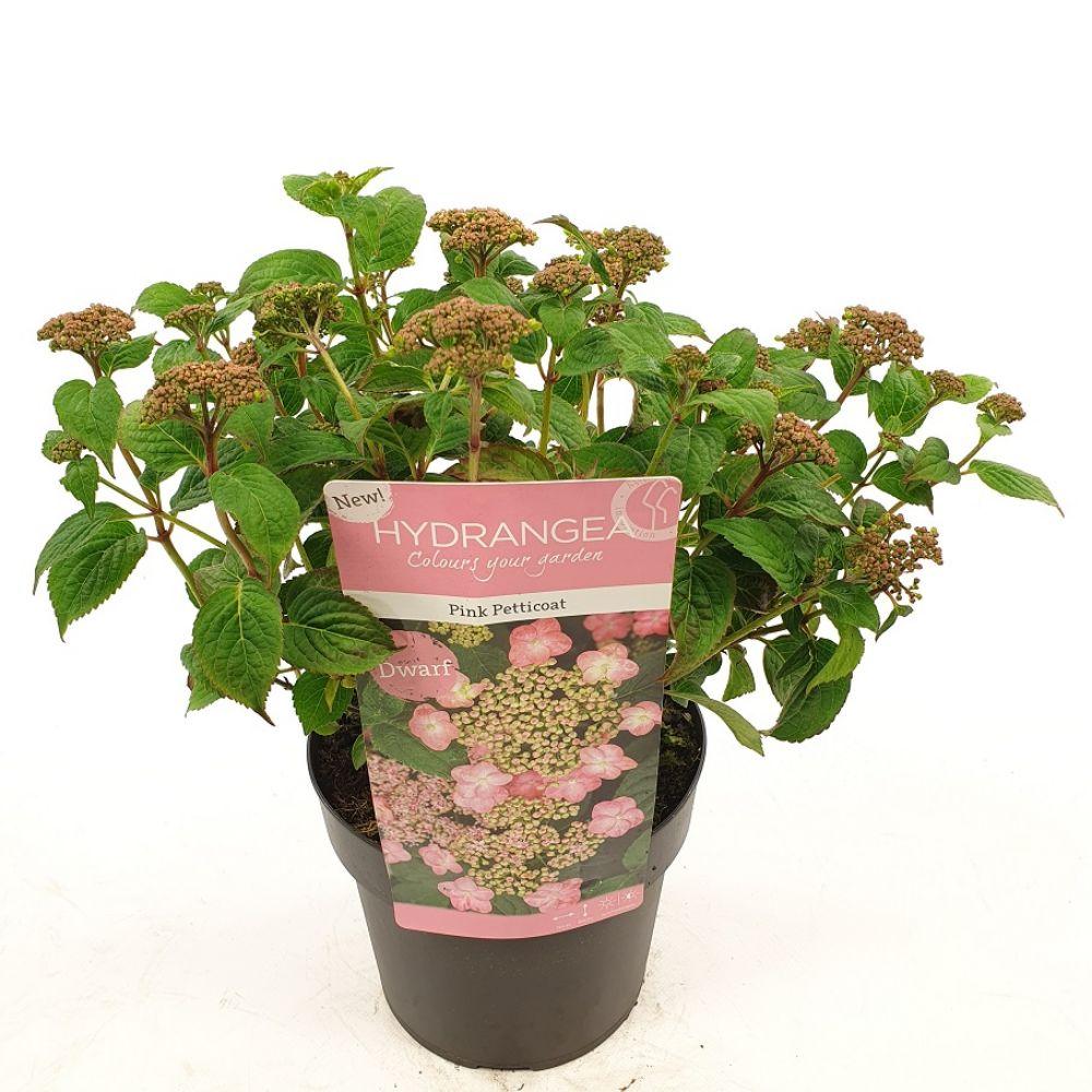 Hortensie Hydrangea serrata 'Pink Petticoat' Ø19cm Topf