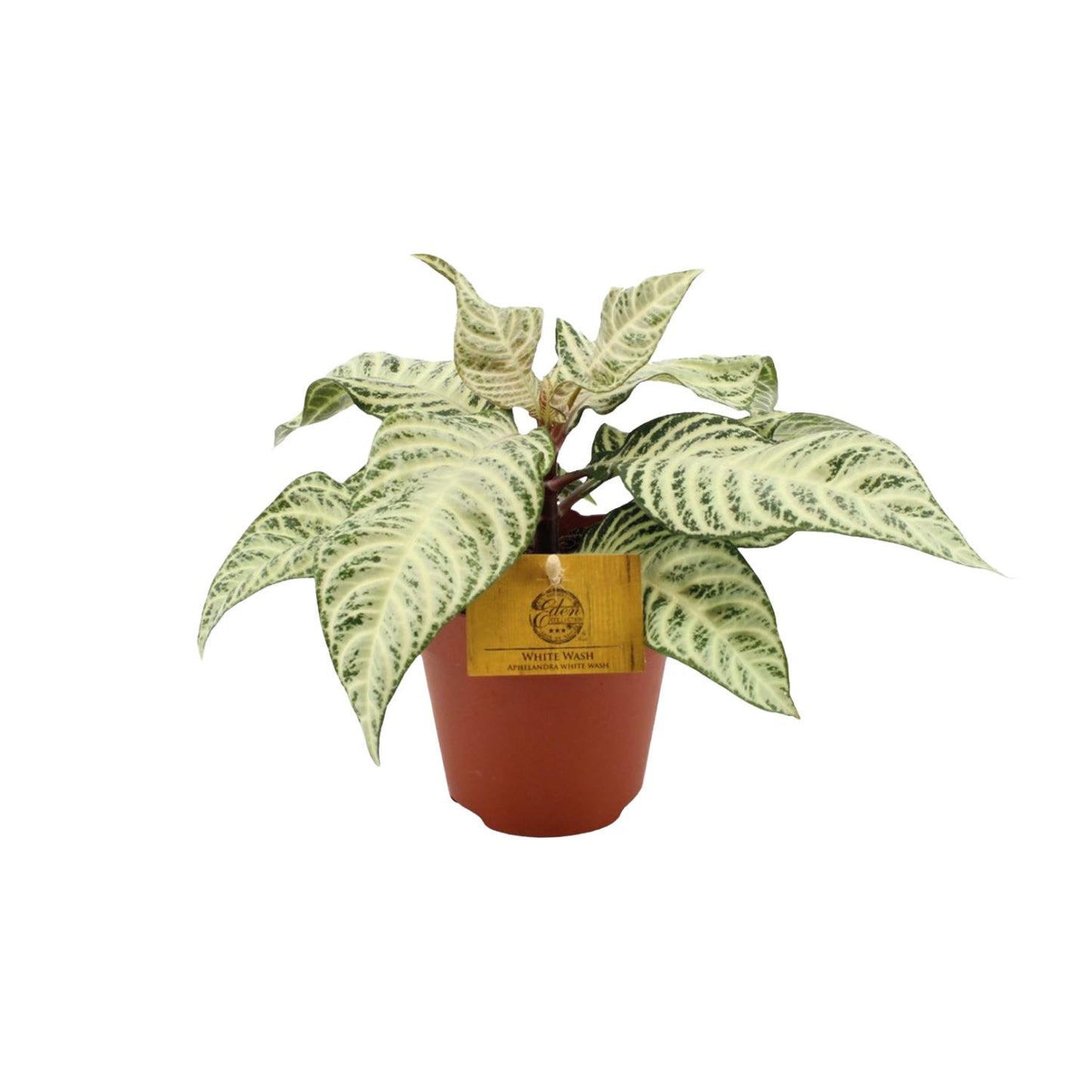 Aphelandra White Wash – Pflegeleichte Zebra Pflanze Ø25cm