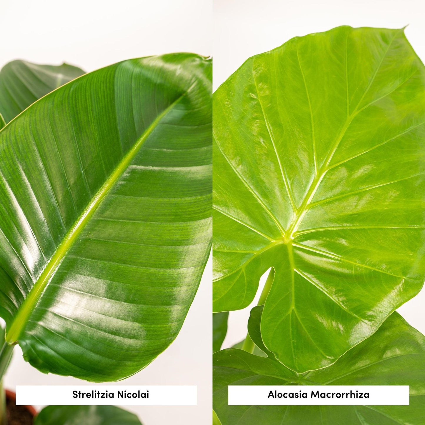 Strelitzia Nicolai & Alocasia Macrorrhiza im Korb Ø19cm
