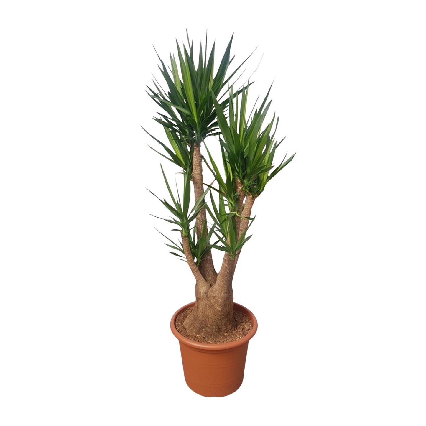 Yucca Elephantipes vertakt – 190 cm, Ø 55 cm
