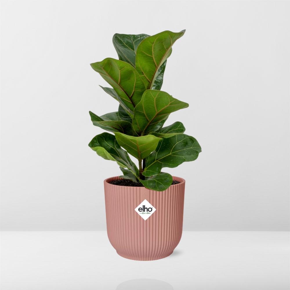 Ficus Lyrata ‘Bambino’ im ELHO Vibes Fold 14cm Topf rosa