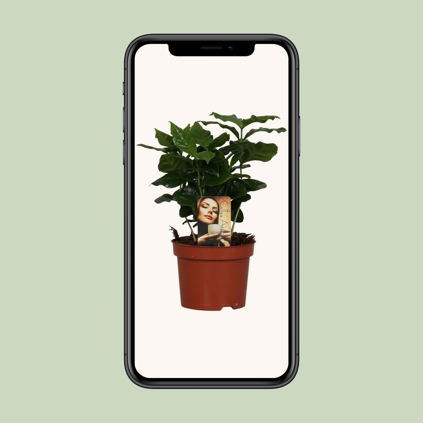 Coffea arabica – Stilvolle Kaffeepflanze Ø12cm, 25cm hoch