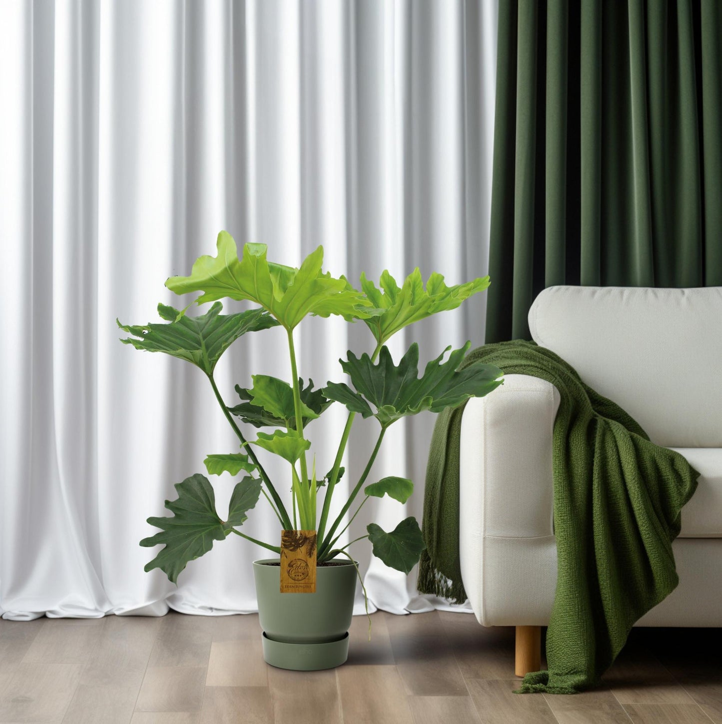 Philodendron Selloum Elefantiana – Pflegeleichte XXL Zimmerpflanze Ø21cm
