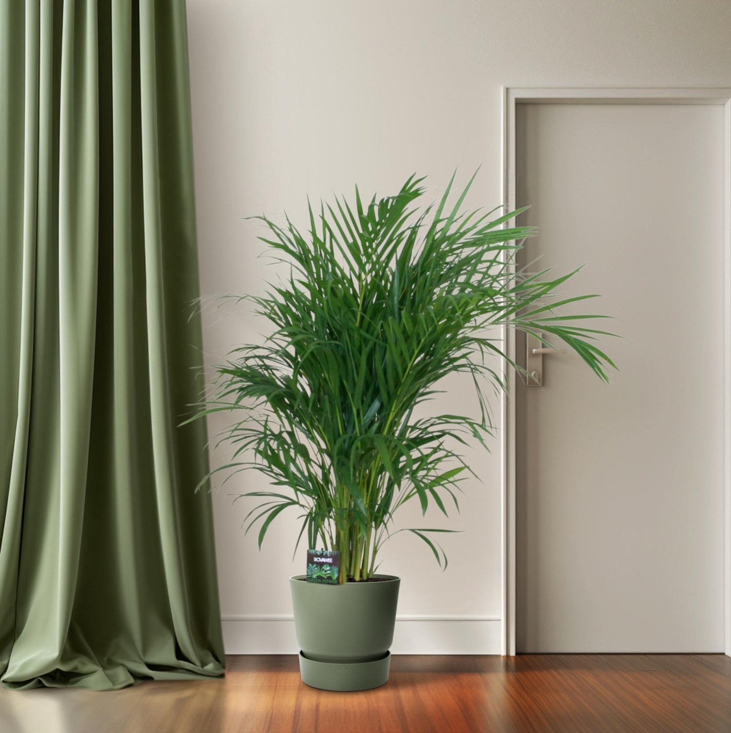 Dypsis Lutescens Bambuspalme 100 cm Ø19 cm