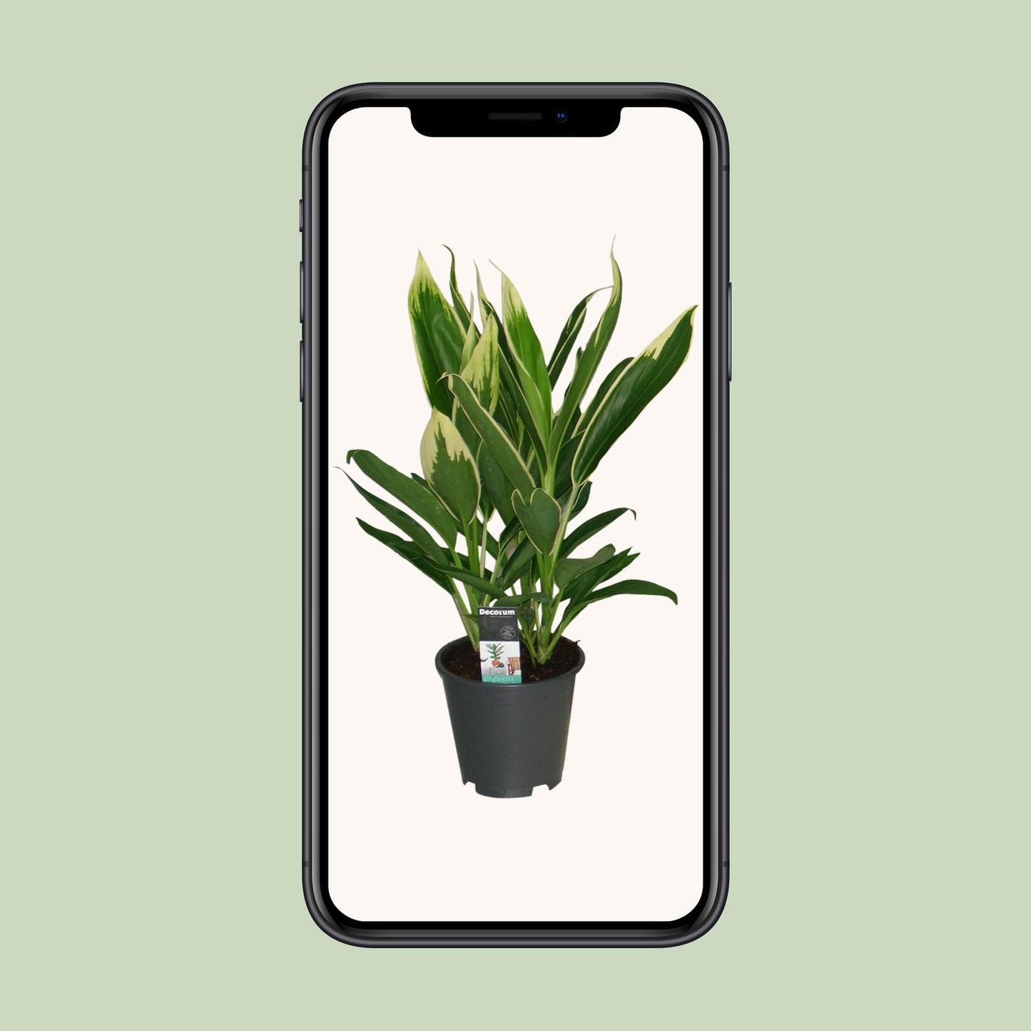 Cordyline New Conga – Pflegeleichte Designpflanze Ø19cm