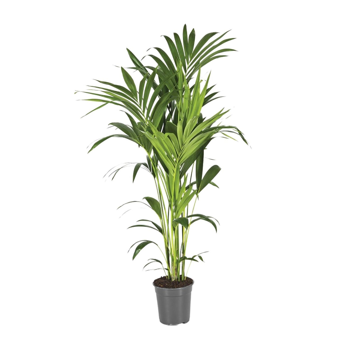 Howea Forsteriana - Kentia-Palme Ø21cm, 130cm hoch