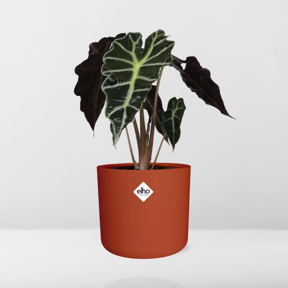 Alocasia ‘Polly’ – Tropische Eleganz im 14cm ELHO Topf