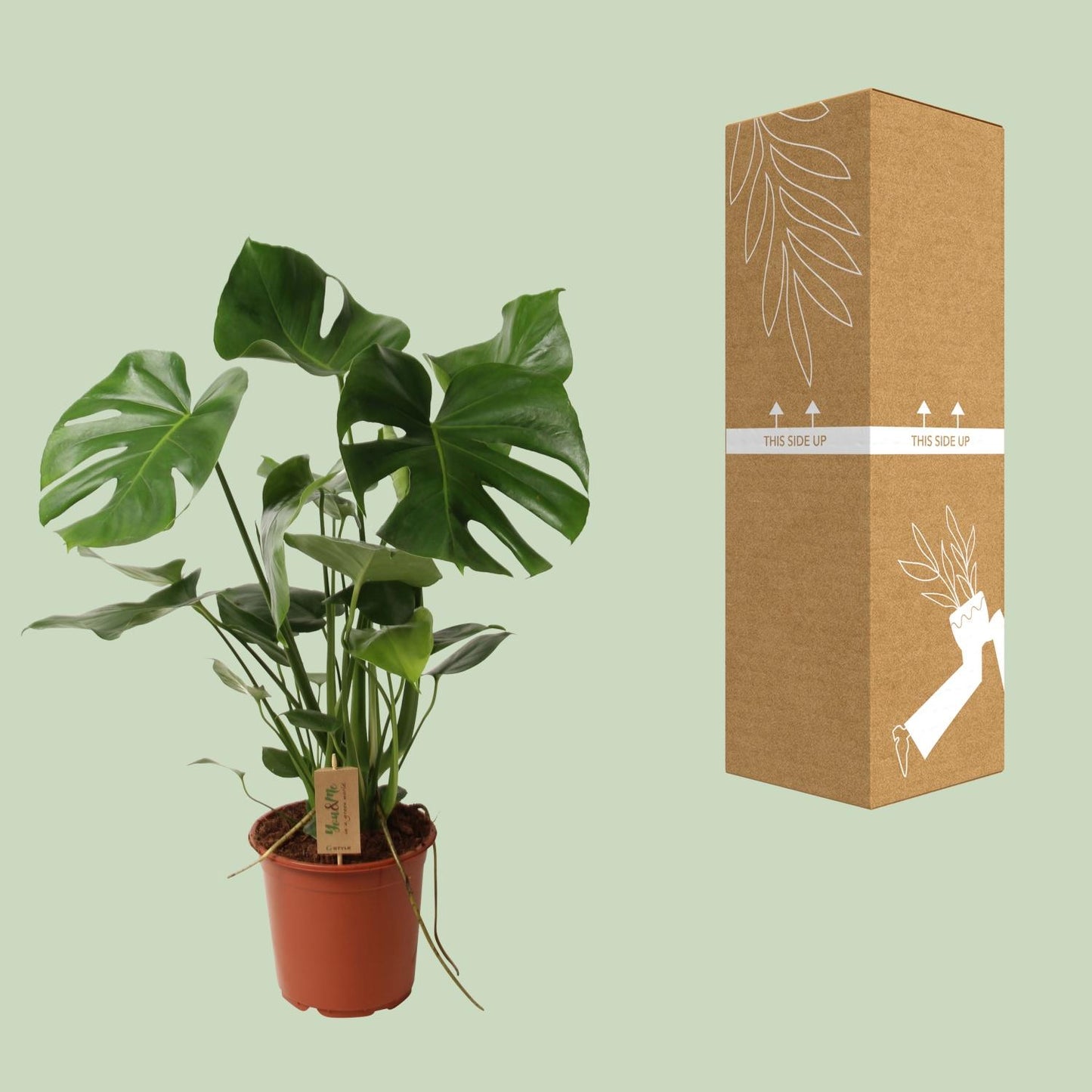 Monstera Deliciosa – Pflegeleichte Schweizer Käse Pflanze Ø21cm