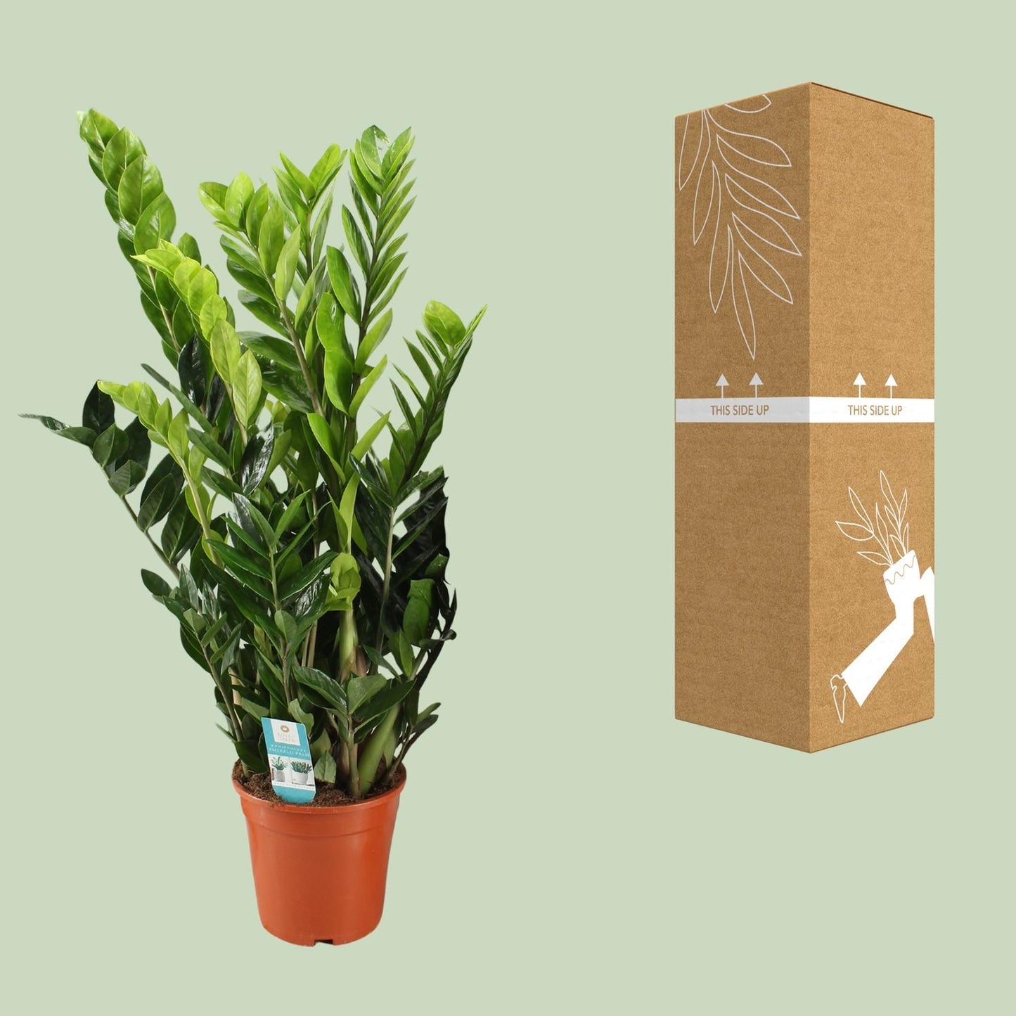 Zamioculcas Zamiifolia – Pflegeleichte XXL-Grünpflanze Ø21cm