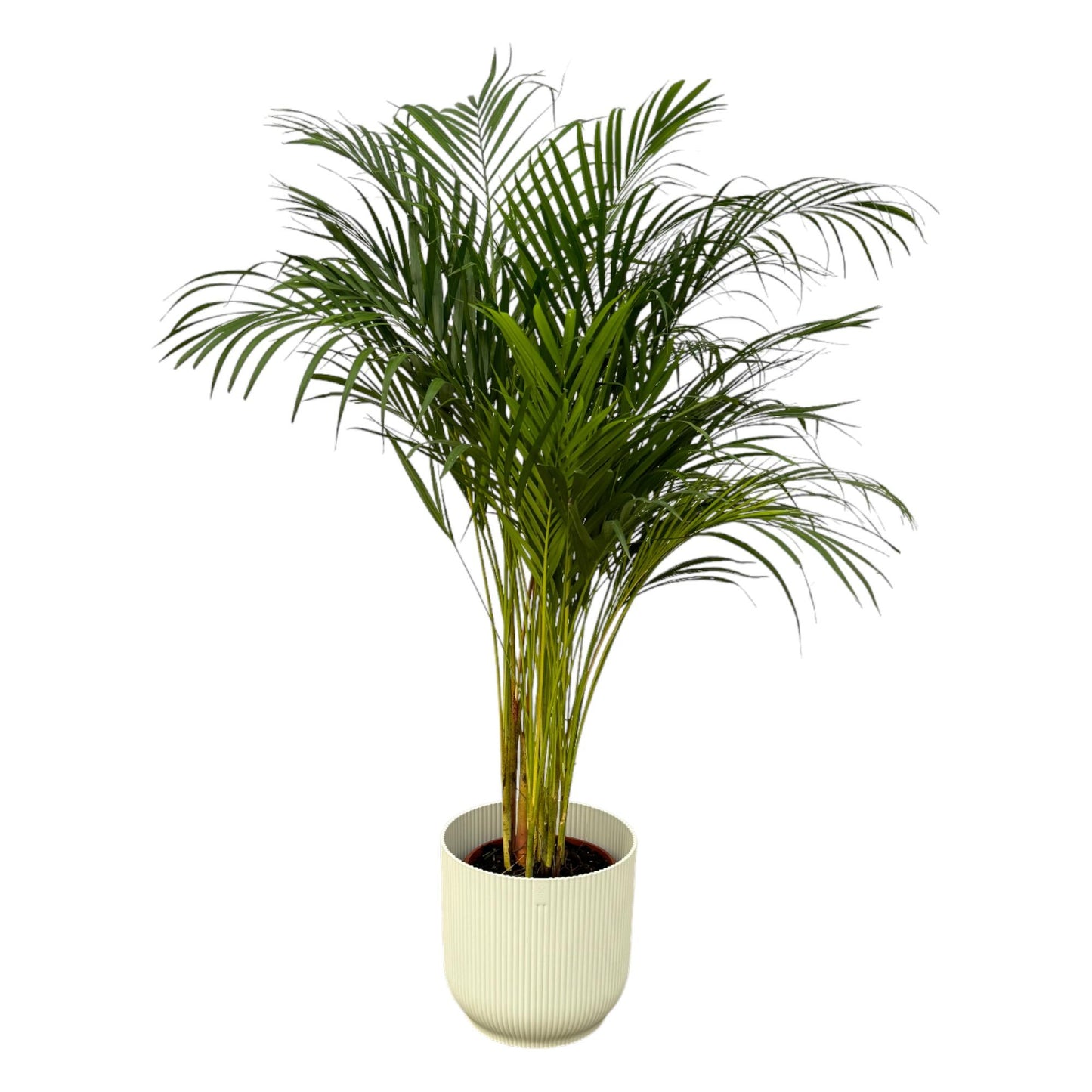 Areca Palme – 130 cm – inkl. elho Vibes Fold Round Topf