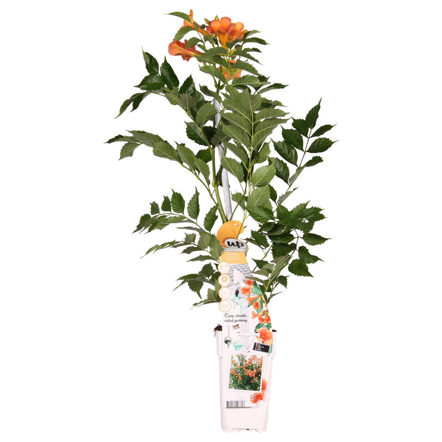 Campsis Indian Summer – Trompetenblume Orange Ø15cm