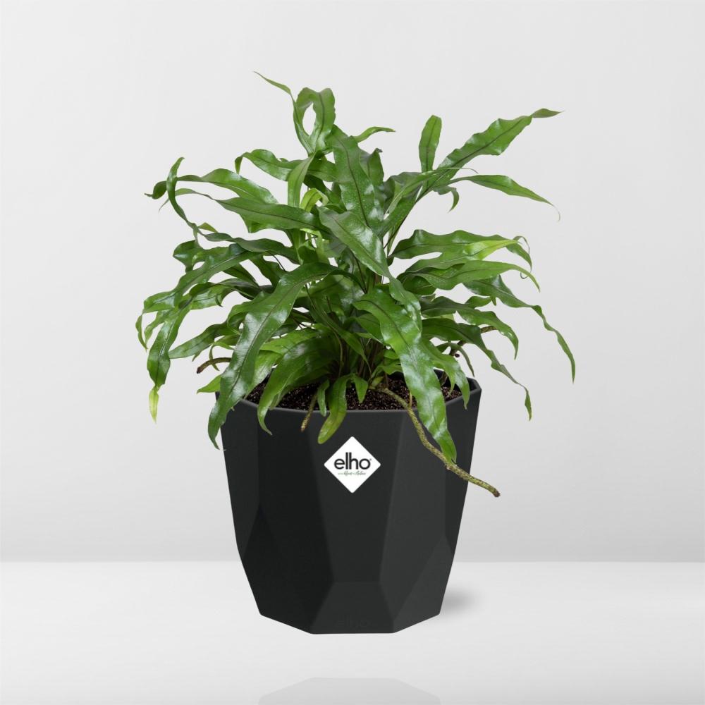 Microsorum Diversifolium – Kängurufarn in 14cm Topf